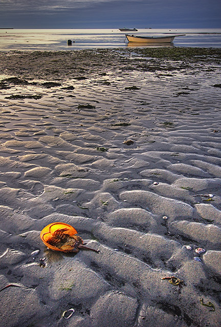 Horseshoe Crab, Clearing Storm  Daybreak