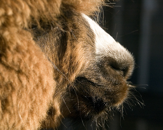 Benson the Alpaca