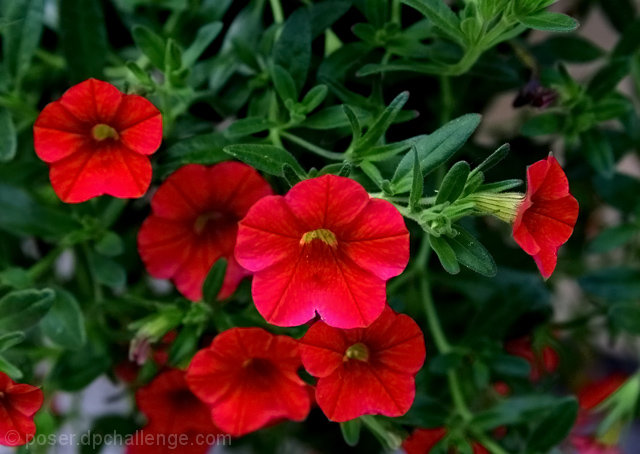 patio flowers