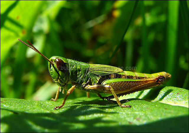 Natural Born Hopper