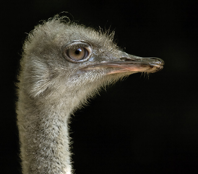 The Ostrich