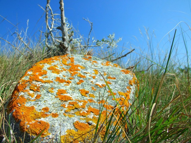 Lichen Rock