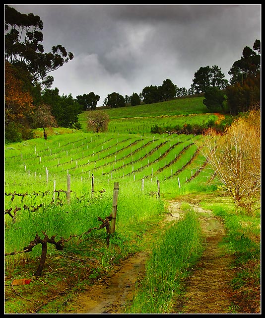 Winter Vineyards