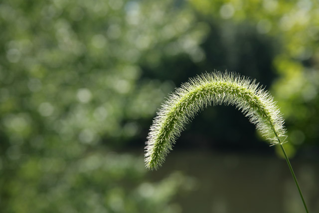 Summer Seeds