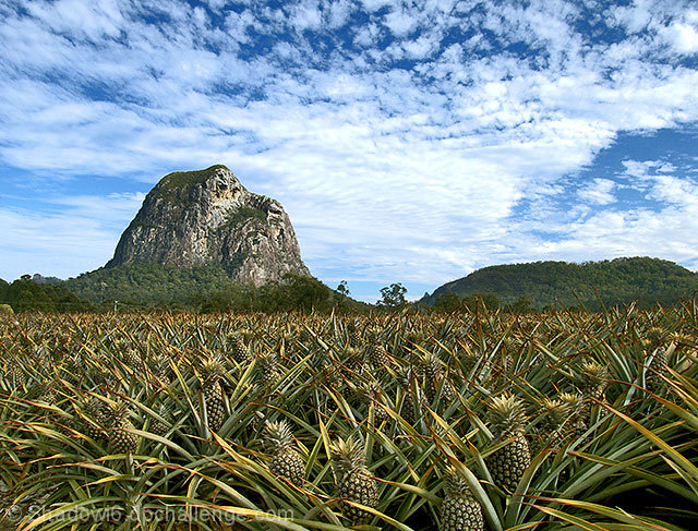 Farming below Mt Tibrogargan 