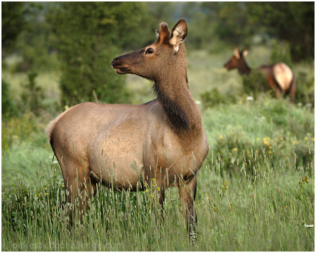 Moraine Elk