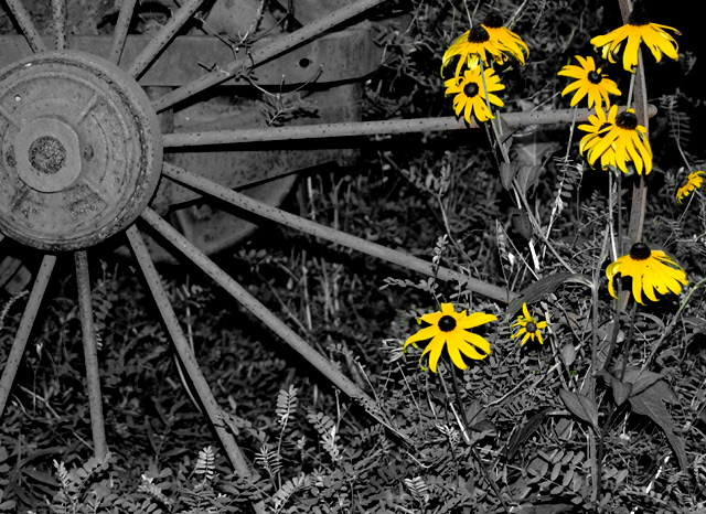 Black Eyed Susans