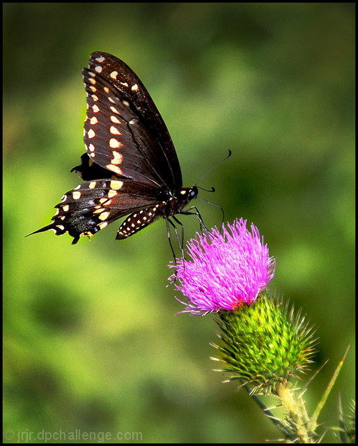 Summer Thistle Visitor