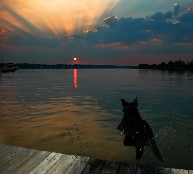 Fetching the Sunset