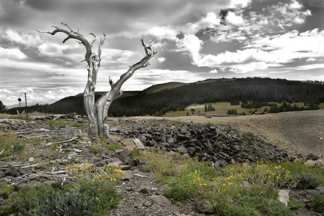 Nature Reclaiming Silver Mines