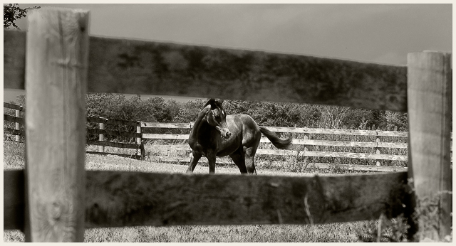 Colt with Fence