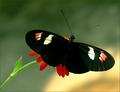 Plesseni