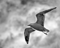 Long John Seagull