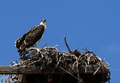 Osprey On Nest