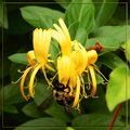 Bee Wings & Honeysuckle