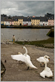 Swans at the dock