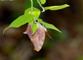 Is it a Wing or a Dead Leaf