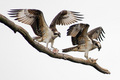 Osprey Wings