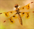 Celithemis fasciata