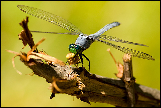Winged Hunter