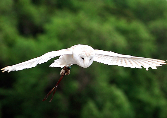 Silent Wings