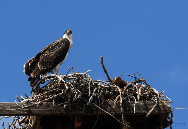 Osprey On Nest