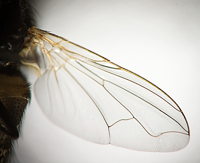 The Fly