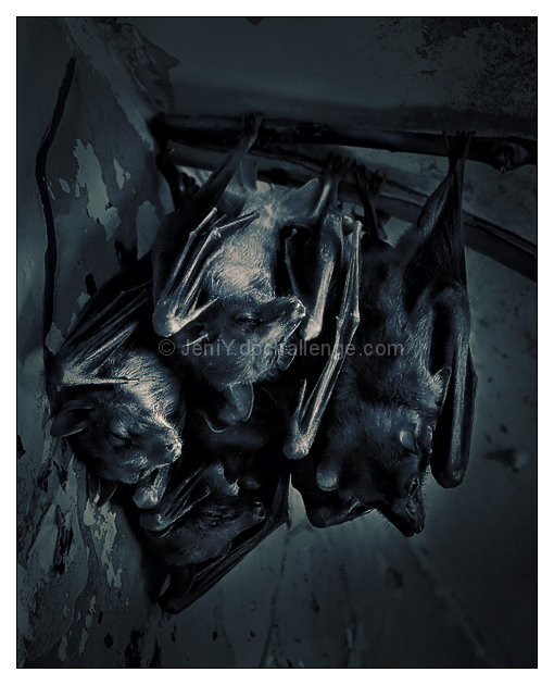 Wings at Rest