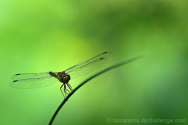 Fairy Wings