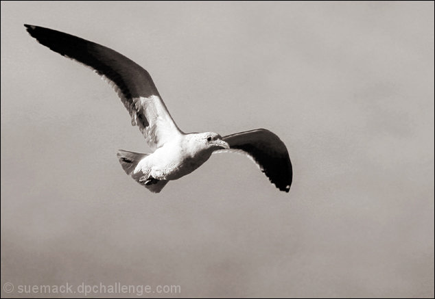 'free spirit'