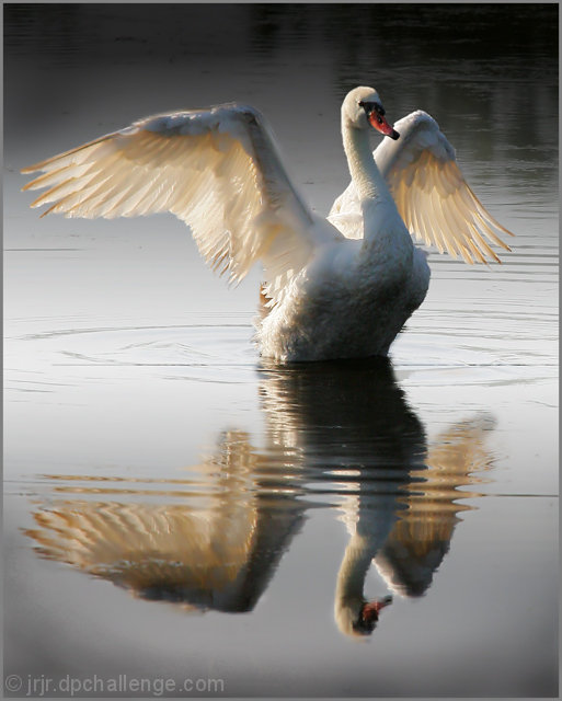 Magnificent Creature