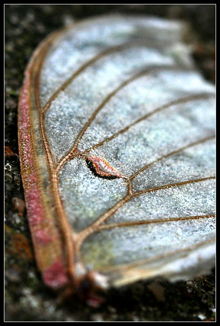 Fallen
