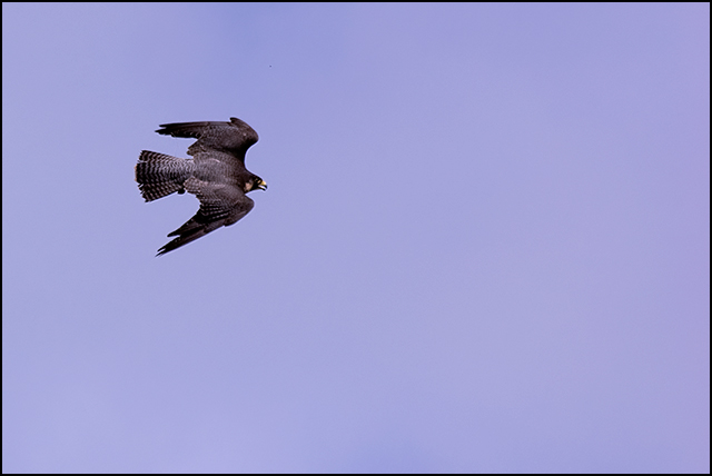 Wanderfalke (Falcon) in Flight