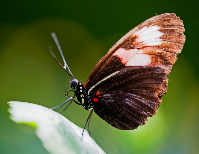 Lepidoptera aka Butterfly