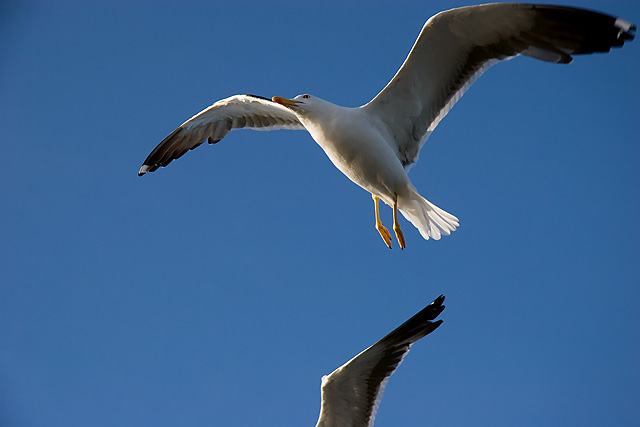 Seagulls