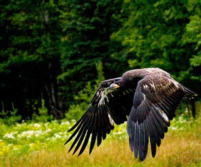 The Hunter