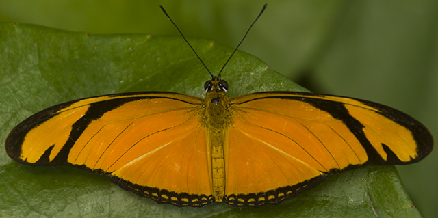 Julia ("Dryas Julia" Butterfly)