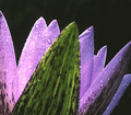 Lavender Lily