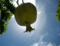 Punica Granatum