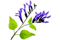 Salvia