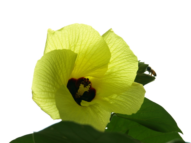 Hou to backlight a flower naturally