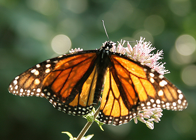 Nature's Stained Glass