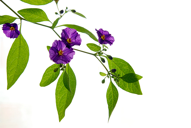 Flowers against strong window light