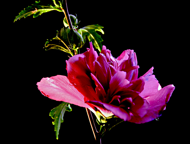 Another backlit flower, haha.