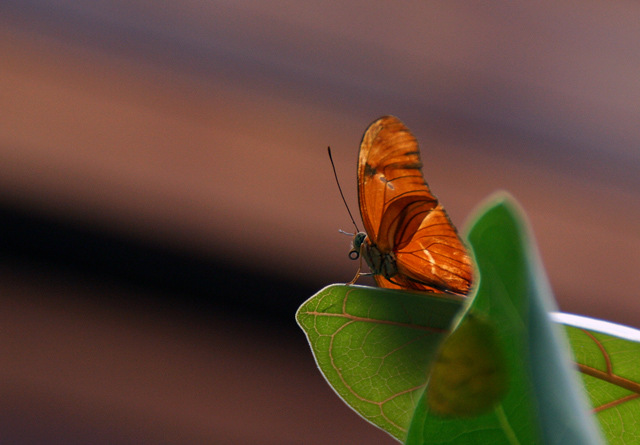 Anticipation of Flight