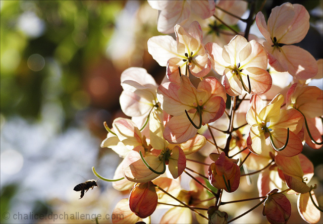 Petals Bathed in Natural Light