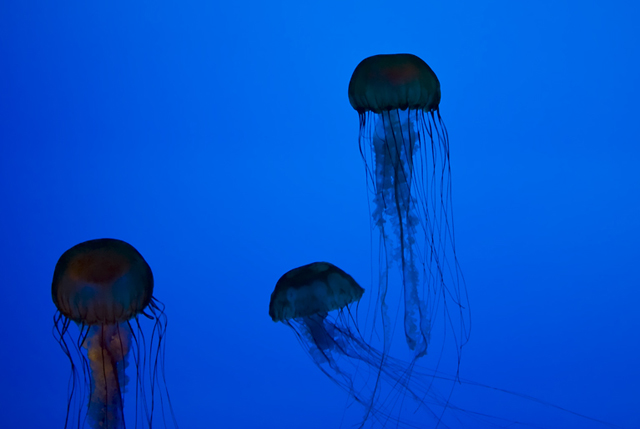 Jellies