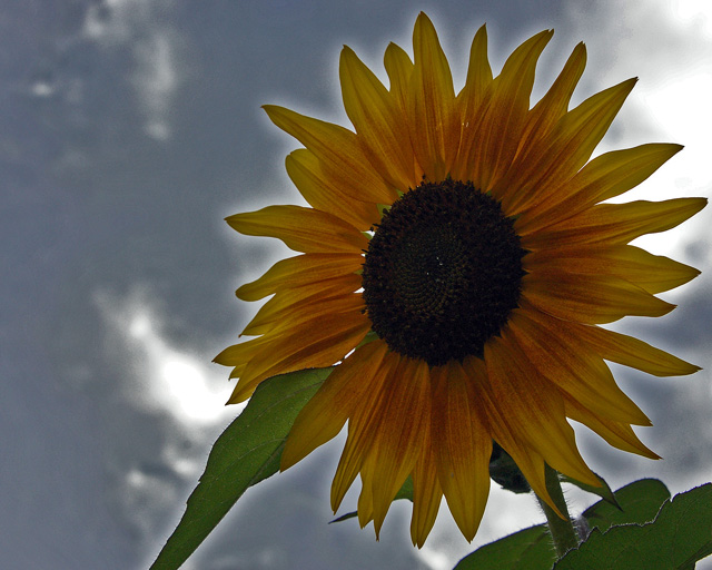 Late Afternoon Sunflower