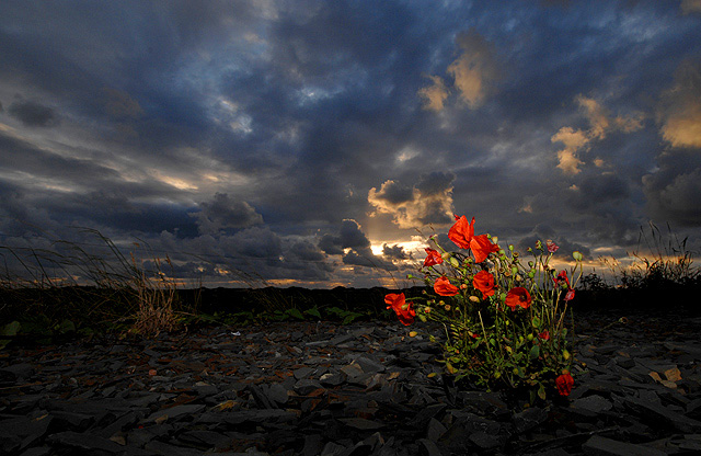 Poppies at Sunset