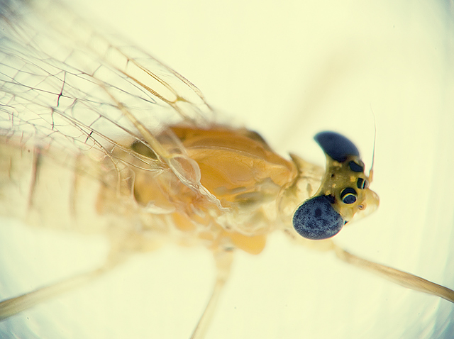 x-ray of a fly